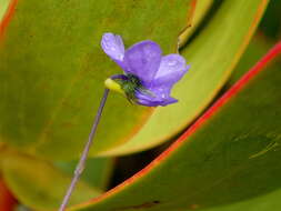 Image of Viola decumbens L. fil.