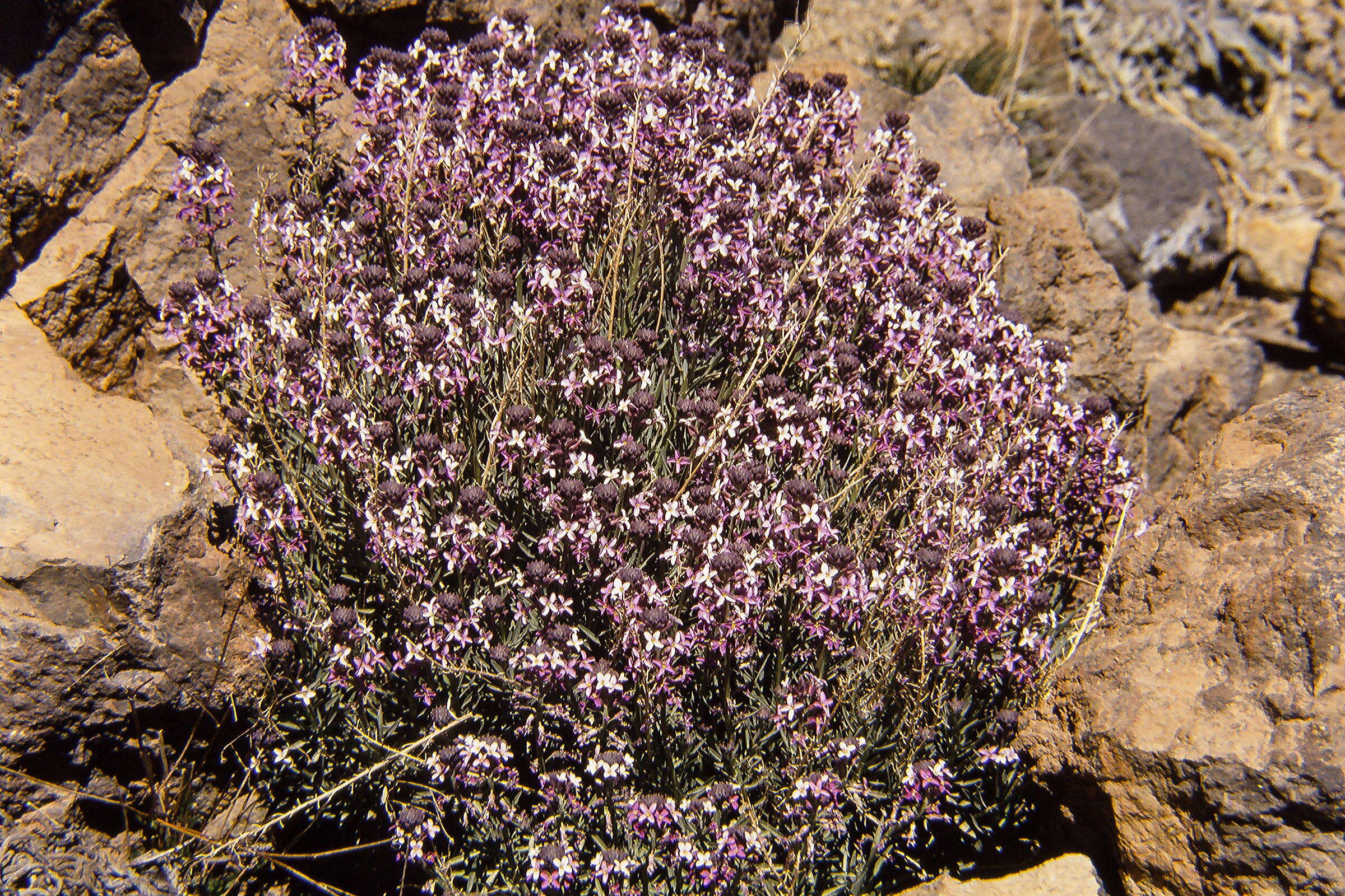 Image of Erysimum scoparium (Brouss. ex Willd.) Wettst.