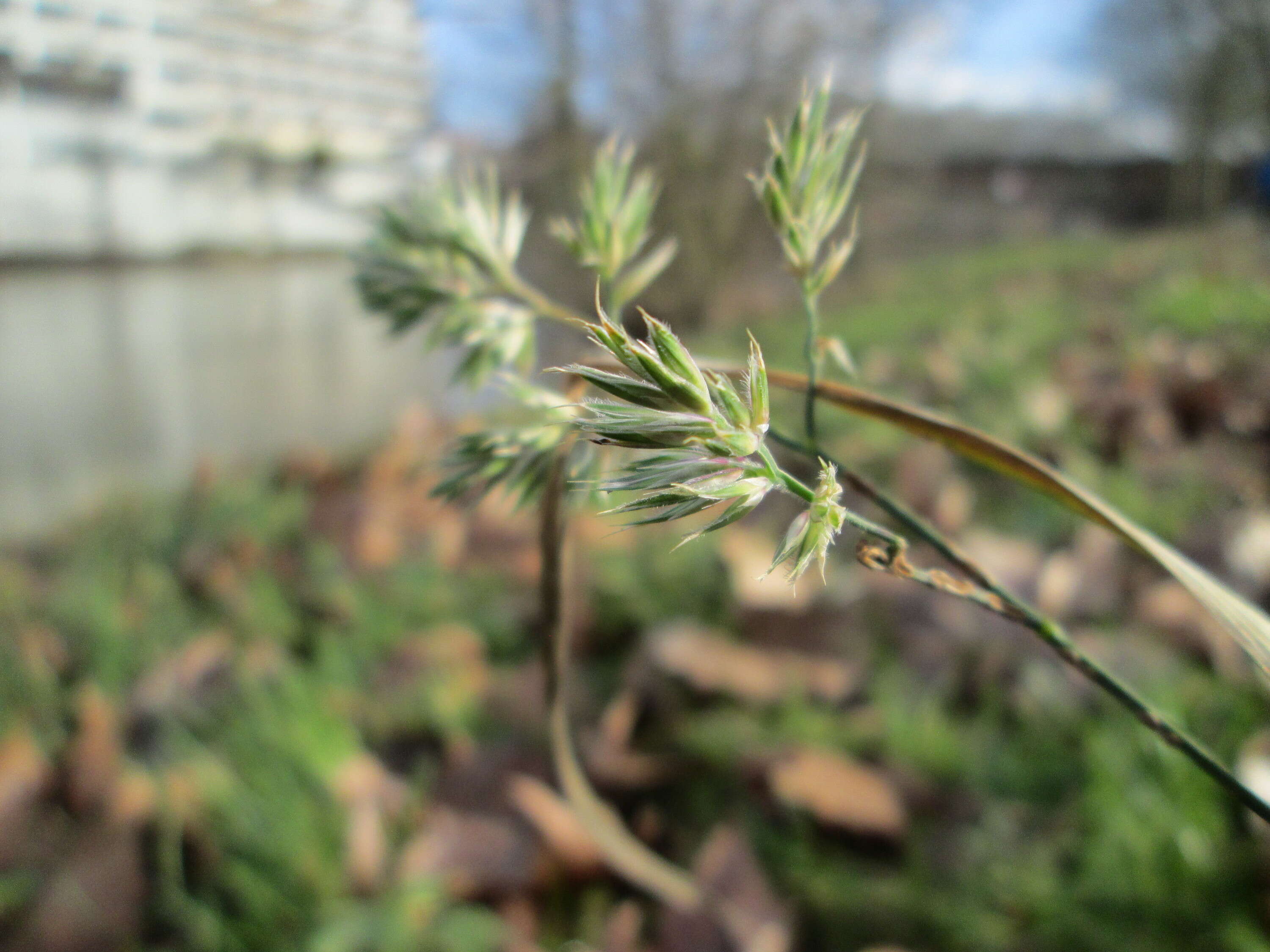 Image of Cocksfoot or Orchard Grass