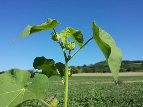 Imagem de Abutilon theophrasti Medik.