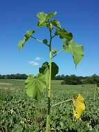 Image of Indianmallow