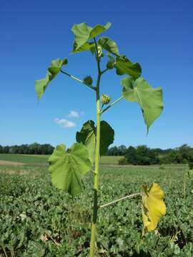 Plancia ëd Abutilon theophrasti Medik.