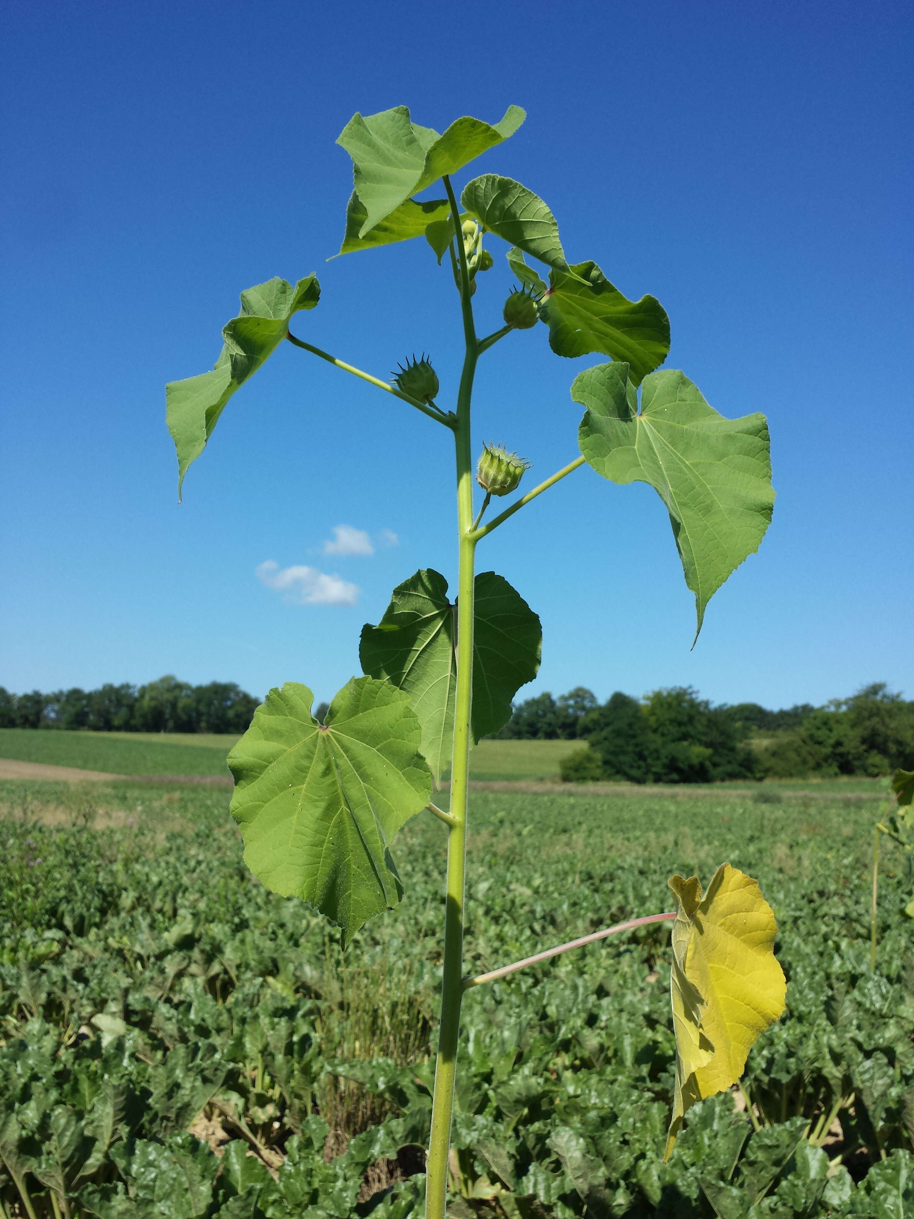 Imagem de Abutilon theophrasti Medik.