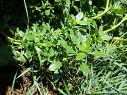 Imagem de Amaranthus blitoides S. Wats.