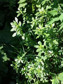 Imagem de Amaranthus blitoides S. Wats.