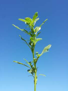 Imagem de Amaranthus blitoides S. Wats.