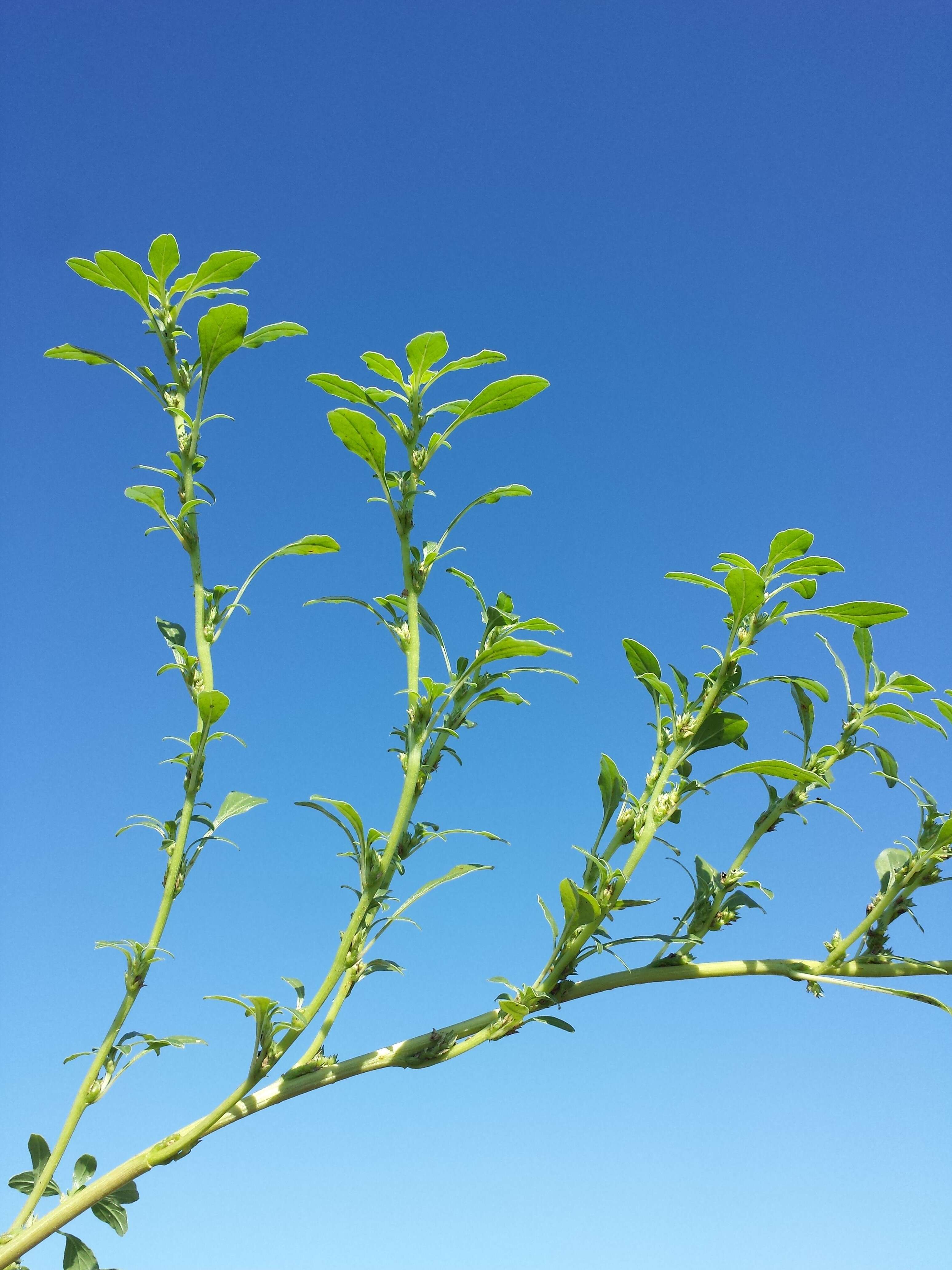 Imagem de Amaranthus blitoides S. Wats.