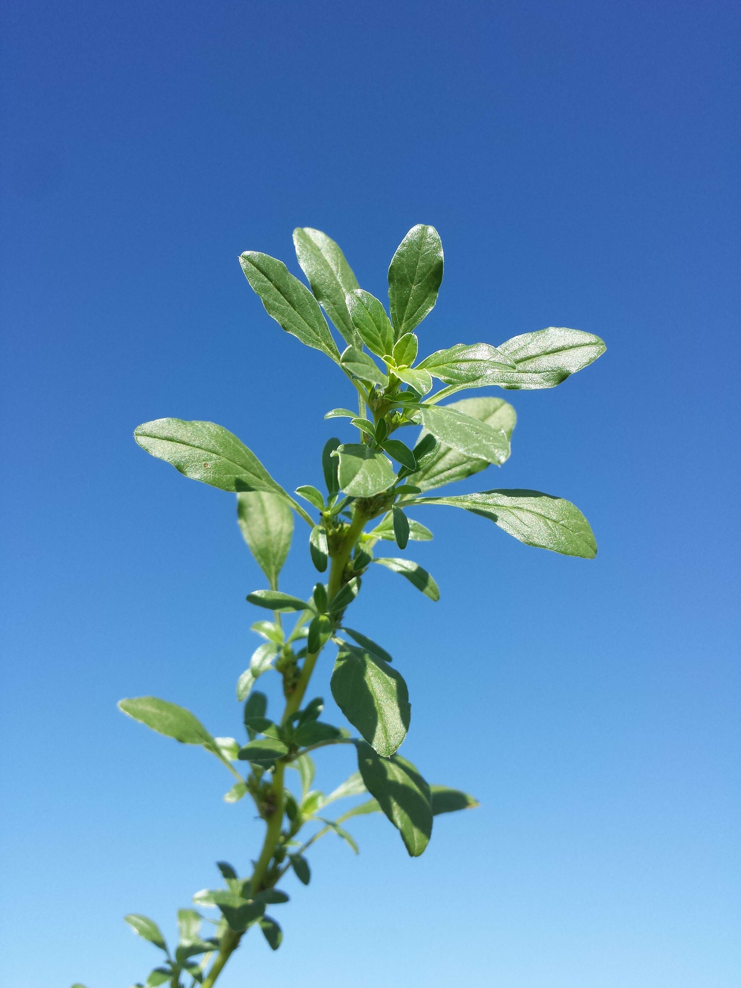 Imagem de Amaranthus blitoides S. Wats.