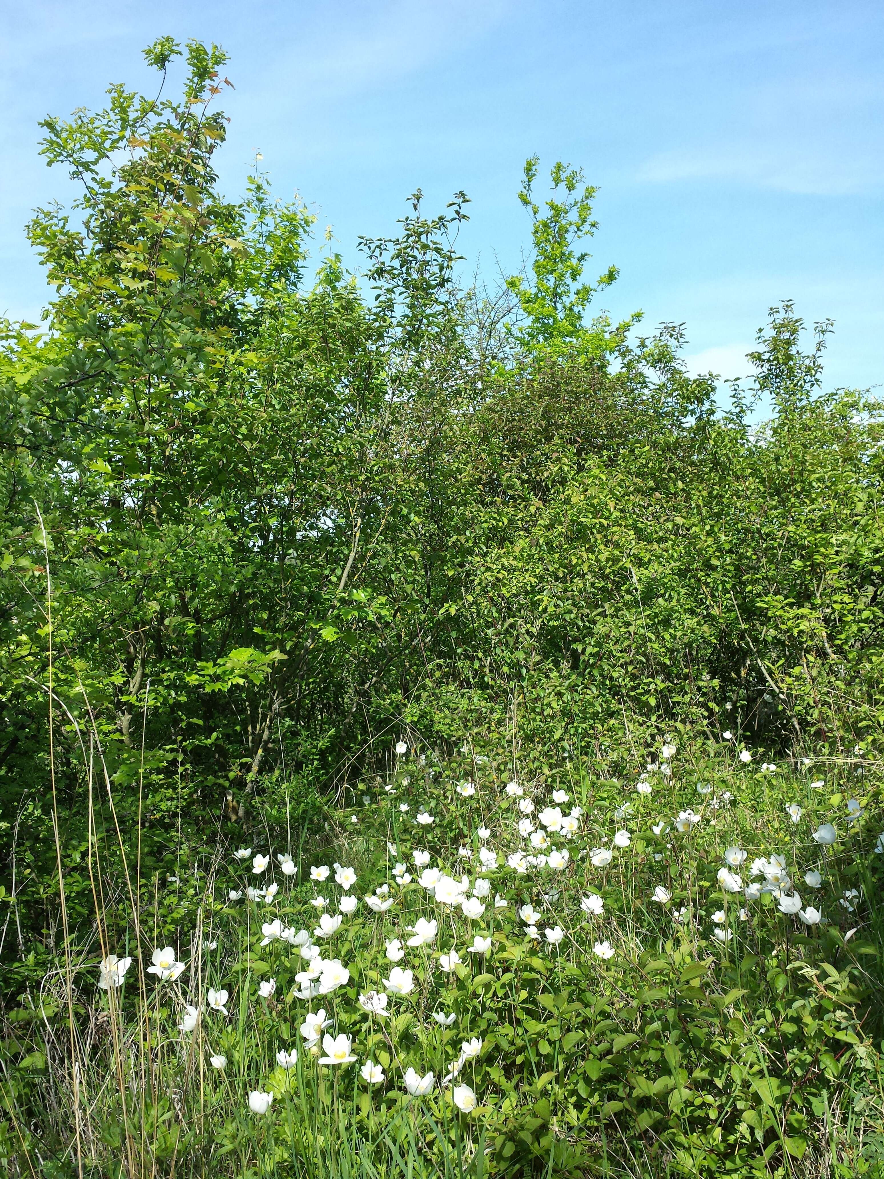 Image of Snowdrop Anemone