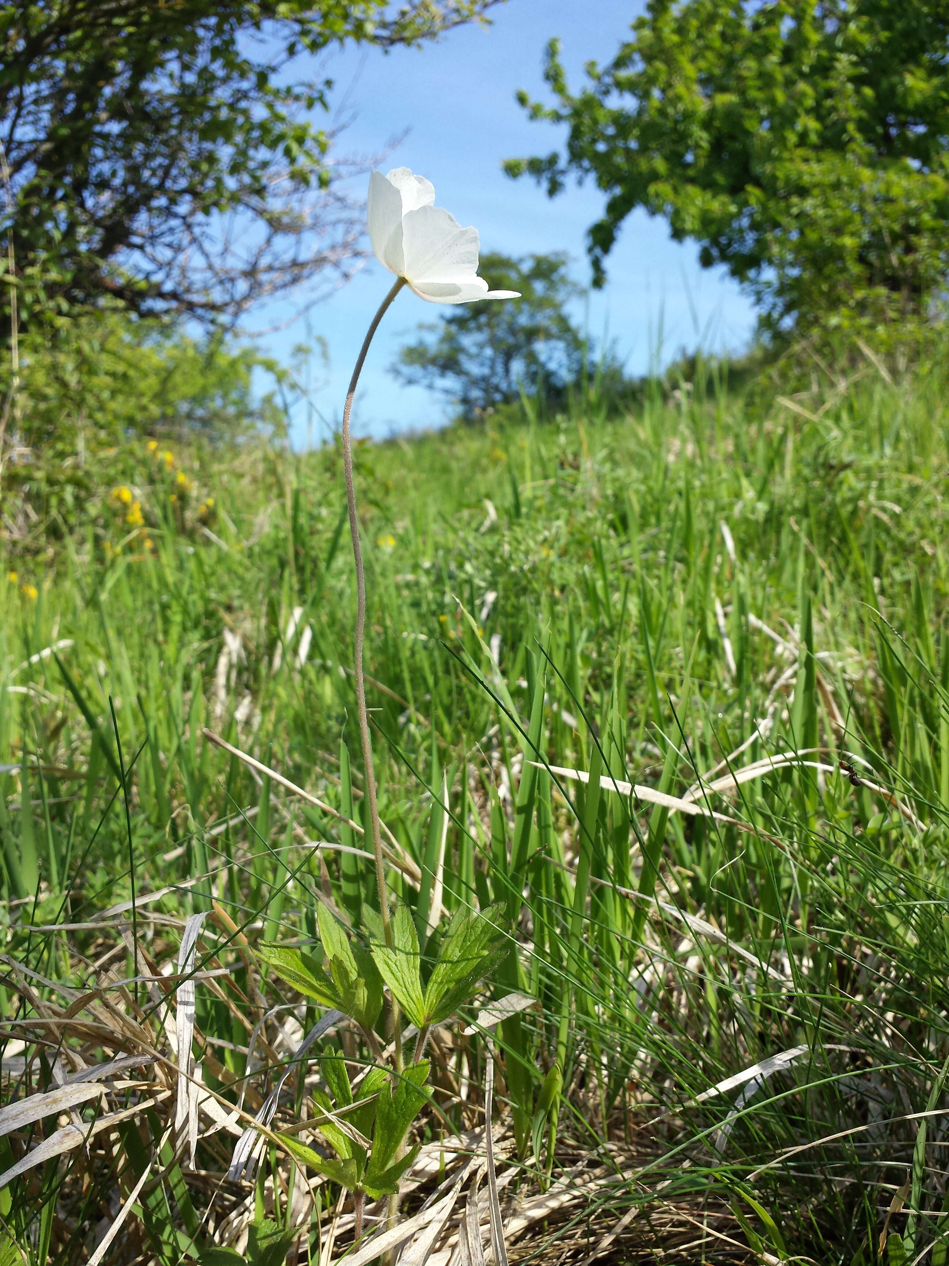 Image of Snowdrop Anemone