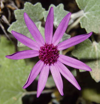 Imagem de Pericallis lanata (L'Hér.) B. Nord.