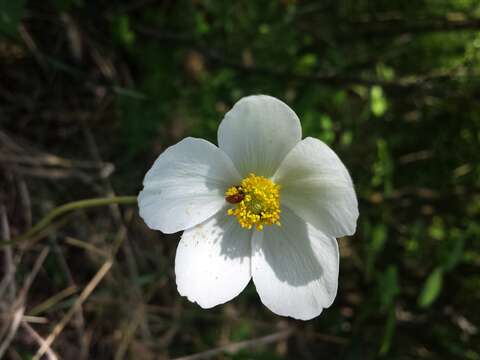 Image of Snowdrop Anemone