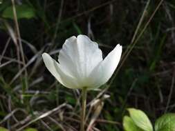 Image of Snowdrop Anemone