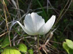 Image of Snowdrop Anemone