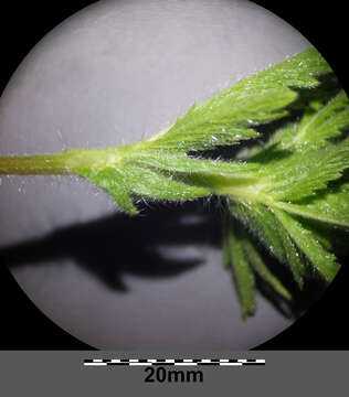 Image of sulphur cinquefoil