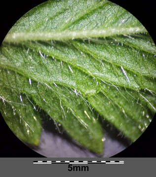 Image of sulphur cinquefoil