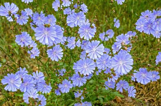 Слика од Cichorium pumilum Jacq.