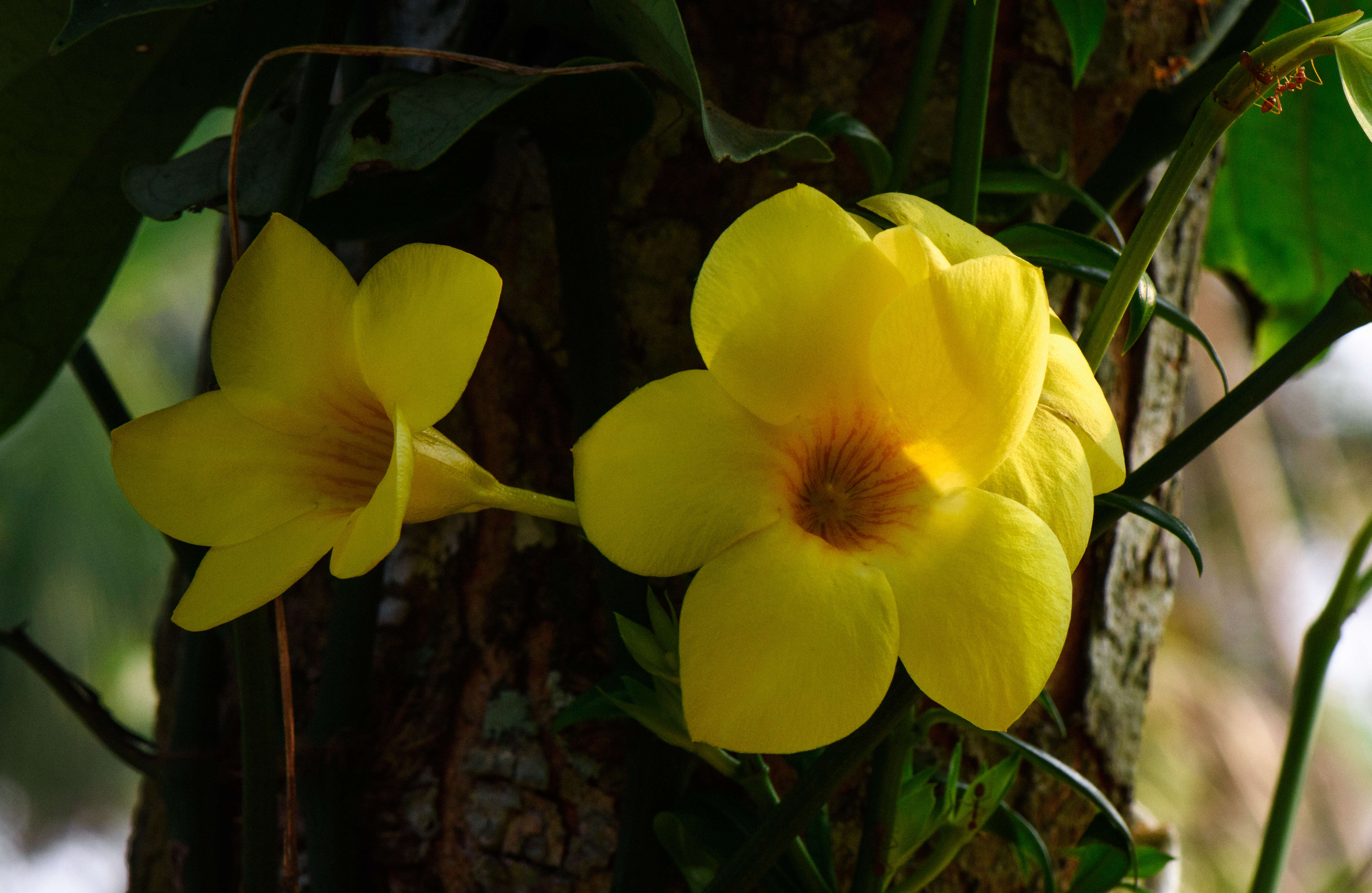 Image of golden trumpet