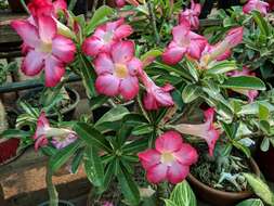 Image of Desert Rose