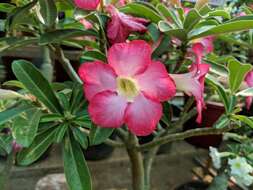 Image of Desert Rose