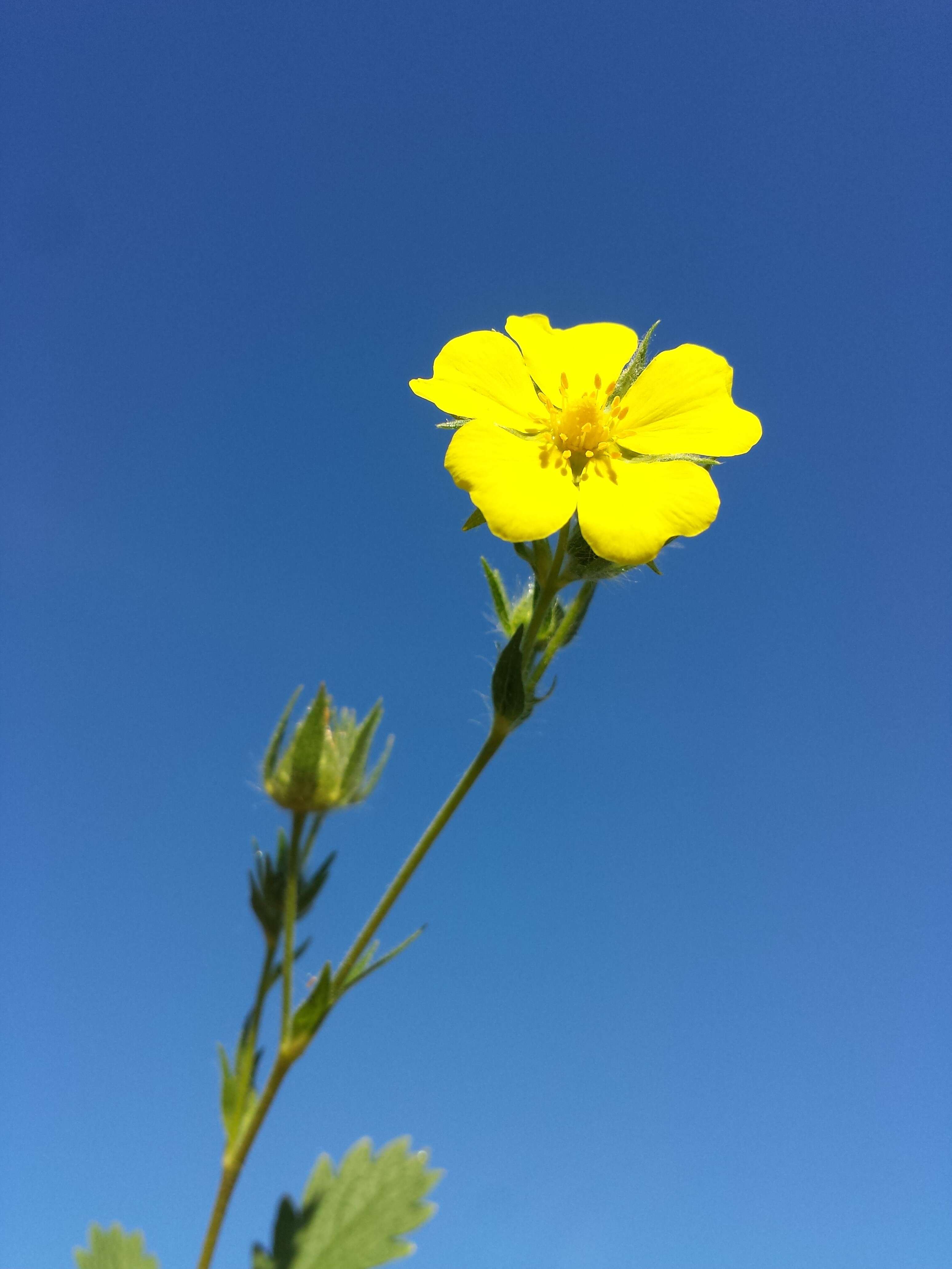 Image of sulphur cinquefoil