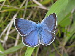 Image of Green-underside Blue