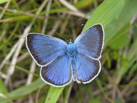 Image of Green-underside Blue