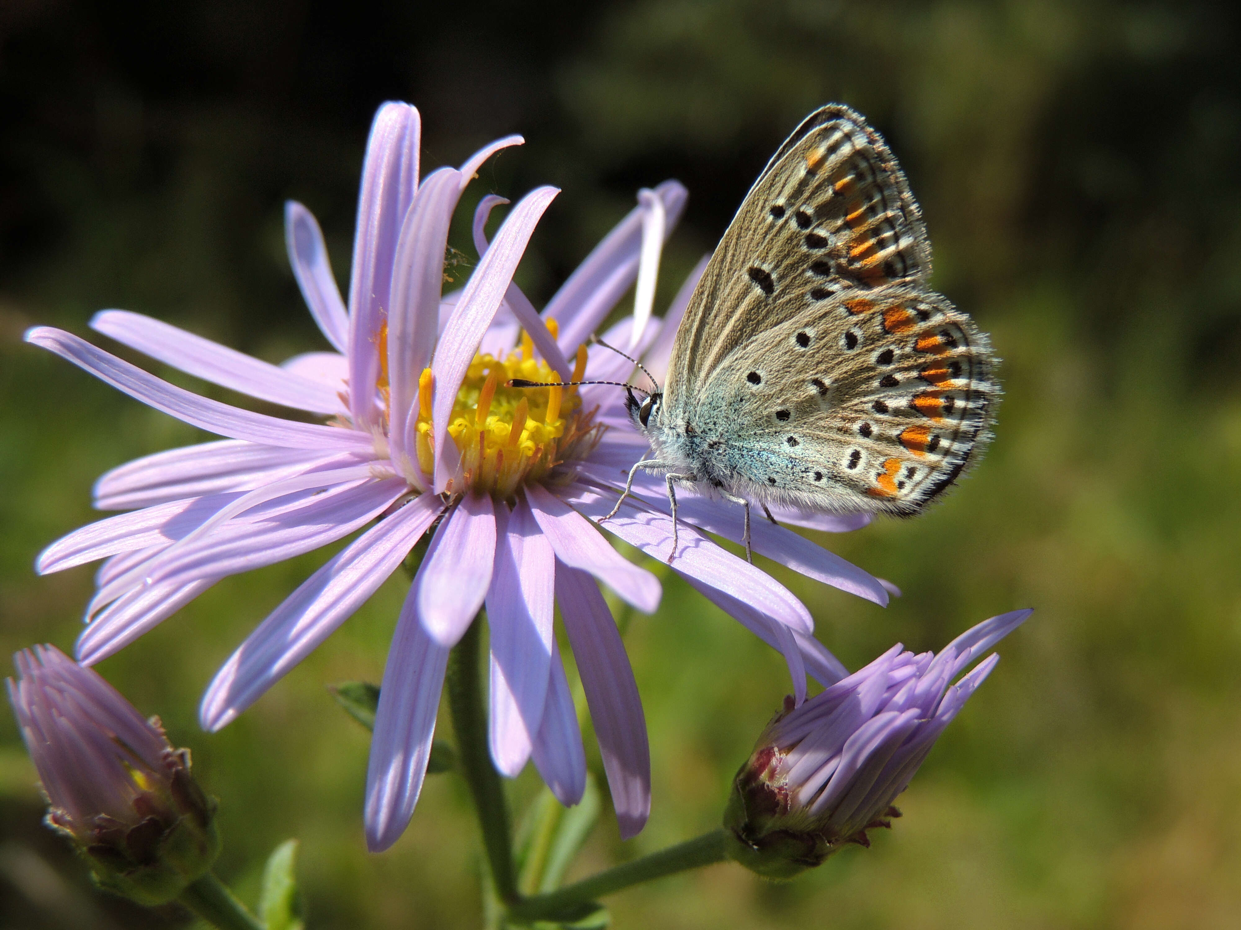 Image of Polyommatus thersites