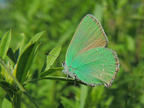 Plancia ëd Callophrys rubi (Linnaeus 1758)