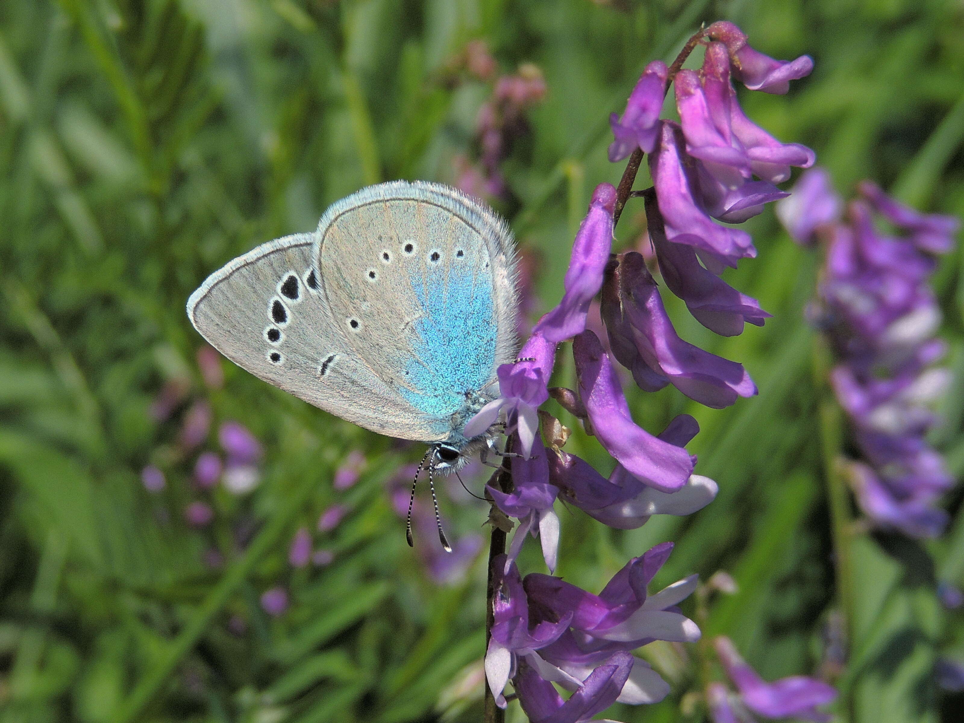 Image of Green-underside Blue