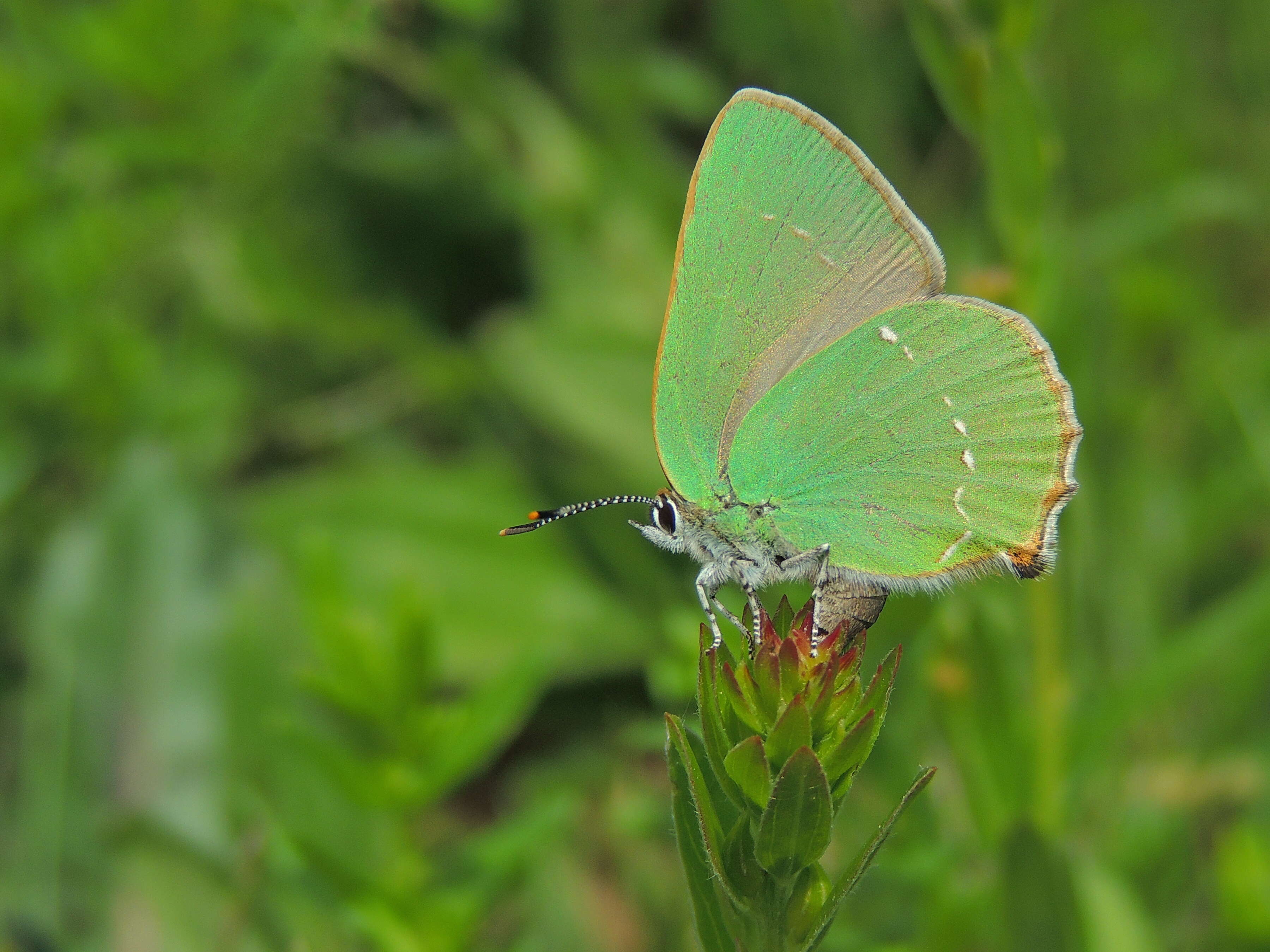 Plancia ëd Callophrys rubi (Linnaeus 1758)