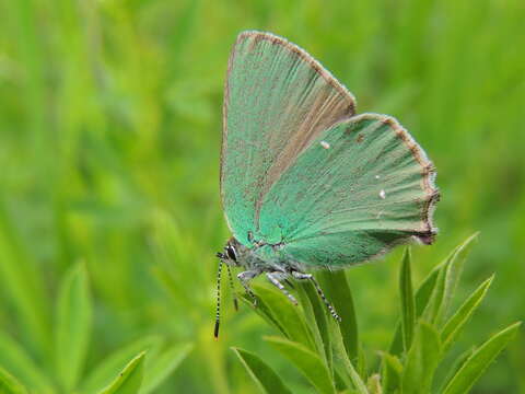 Image of Green Hairstreak