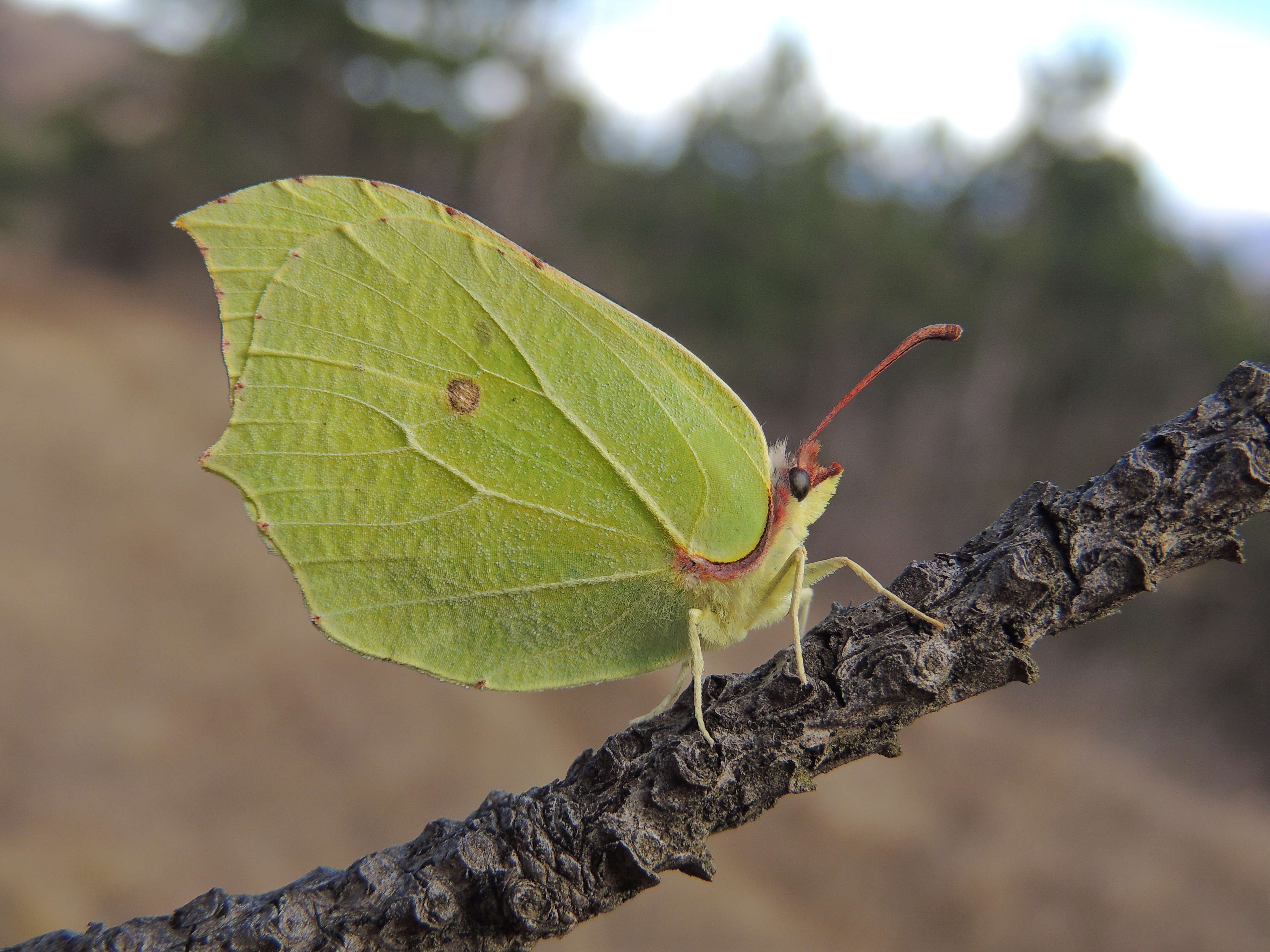 Imagem de Gonepteryx rhamni (Linnaeus 1758)