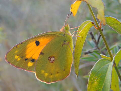 Image of clouded yellow