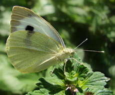 Image of cabbage butterfly