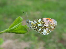 Image of orange tip