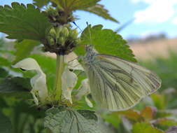 Image of white deadnettle