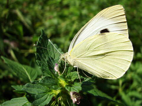 Image of cabbage butterfly