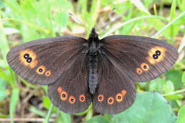 Image of woodland ringlet