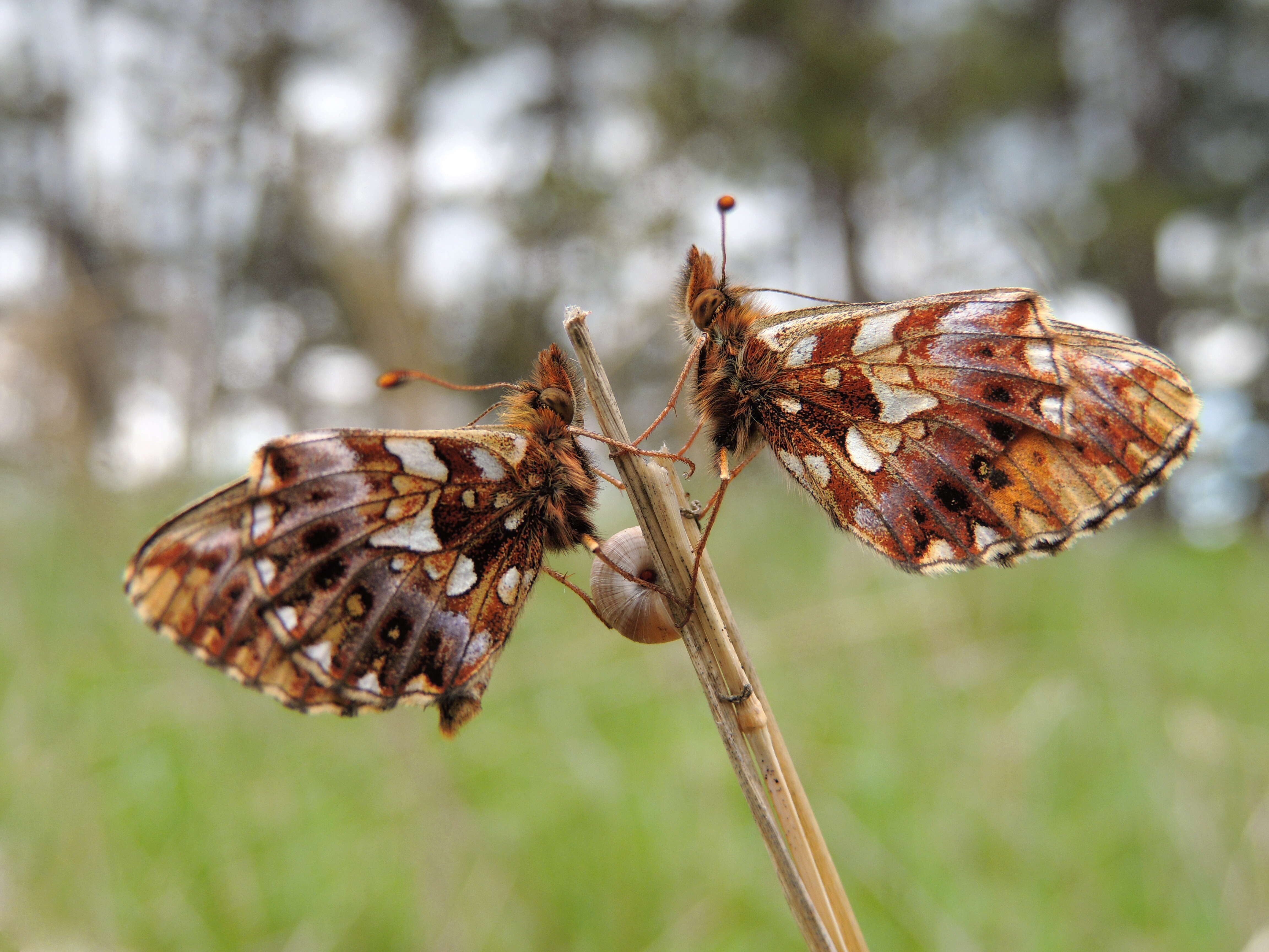 Plancia ëd Boloria dia