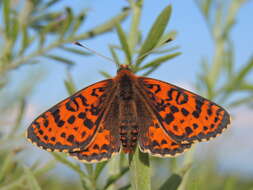 Image of Red-Band Fritillary