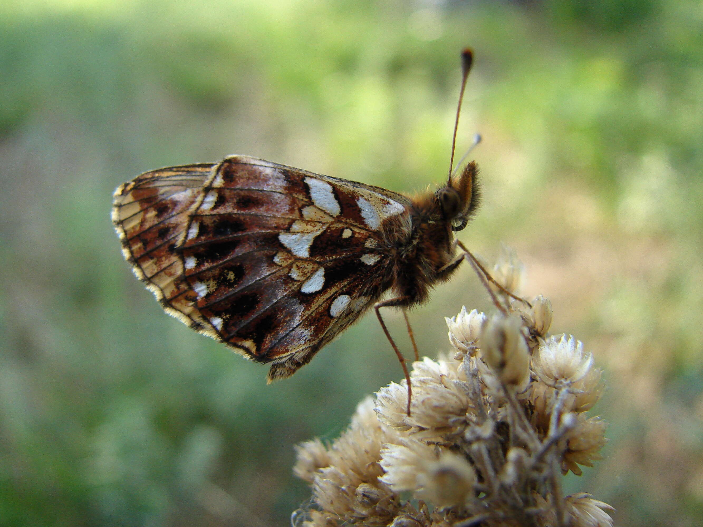 Plancia ëd Boloria dia