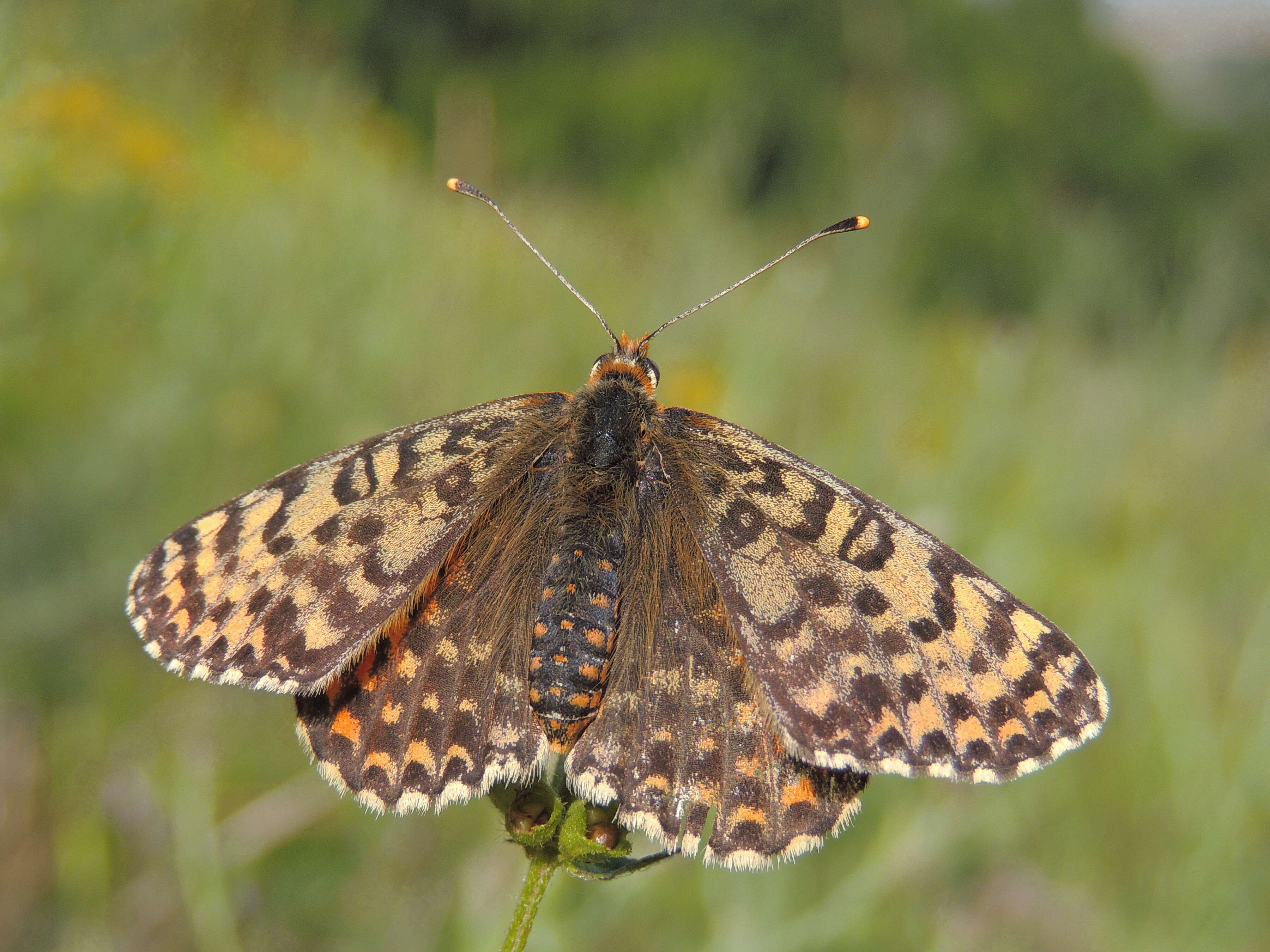 Image of Red-Band Fritillary