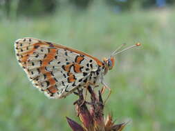 Image of Red-Band Fritillary