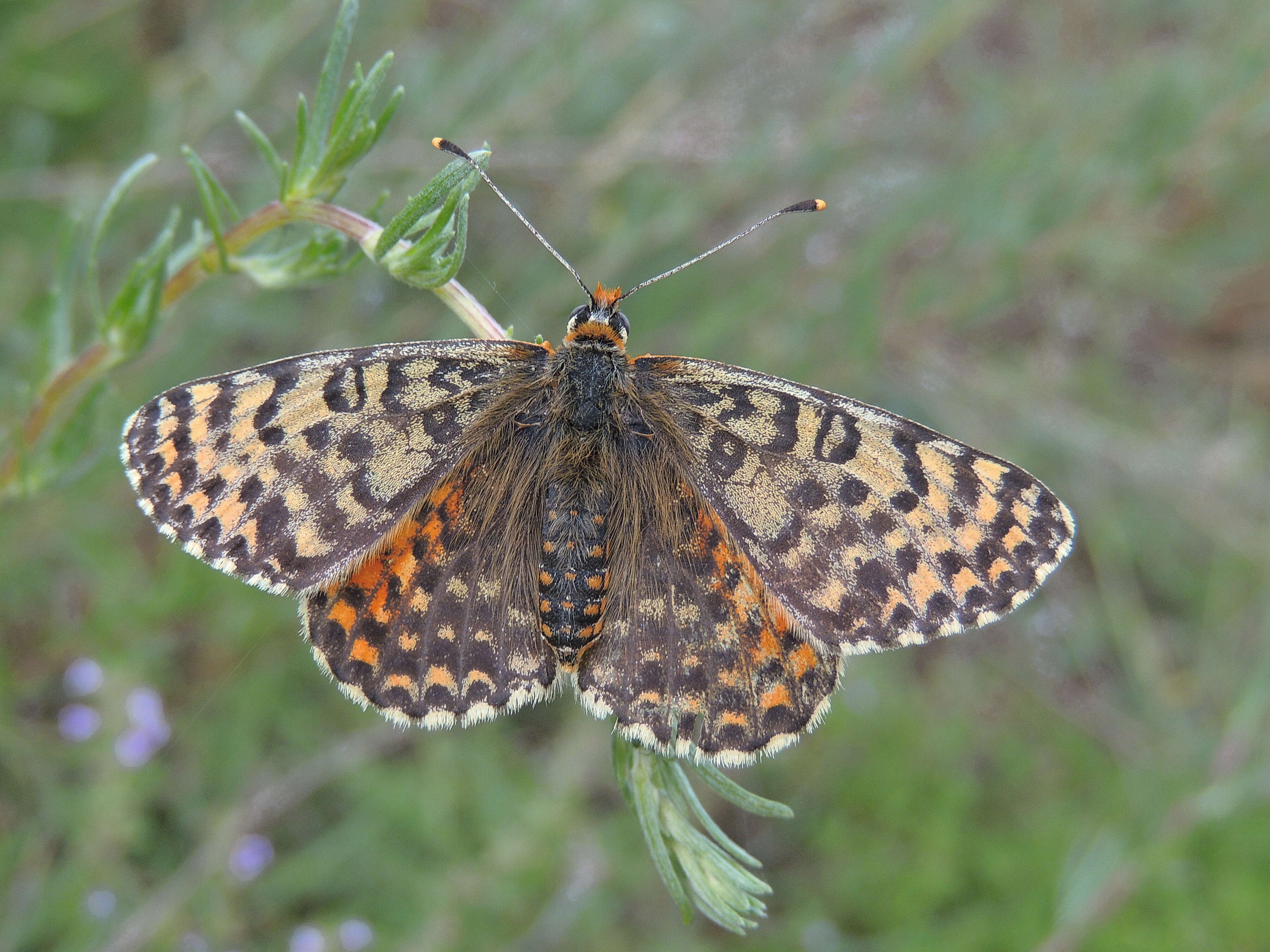 Image of Red-Band Fritillary