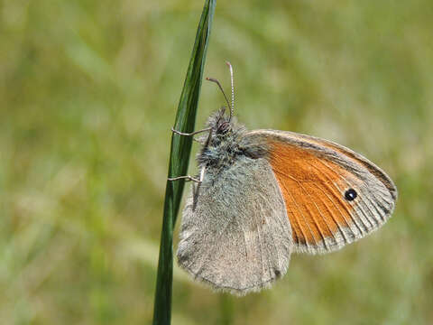 Image of small heath