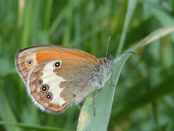 Sivun Coenonympha arcania Linnaeus 1761 kuva