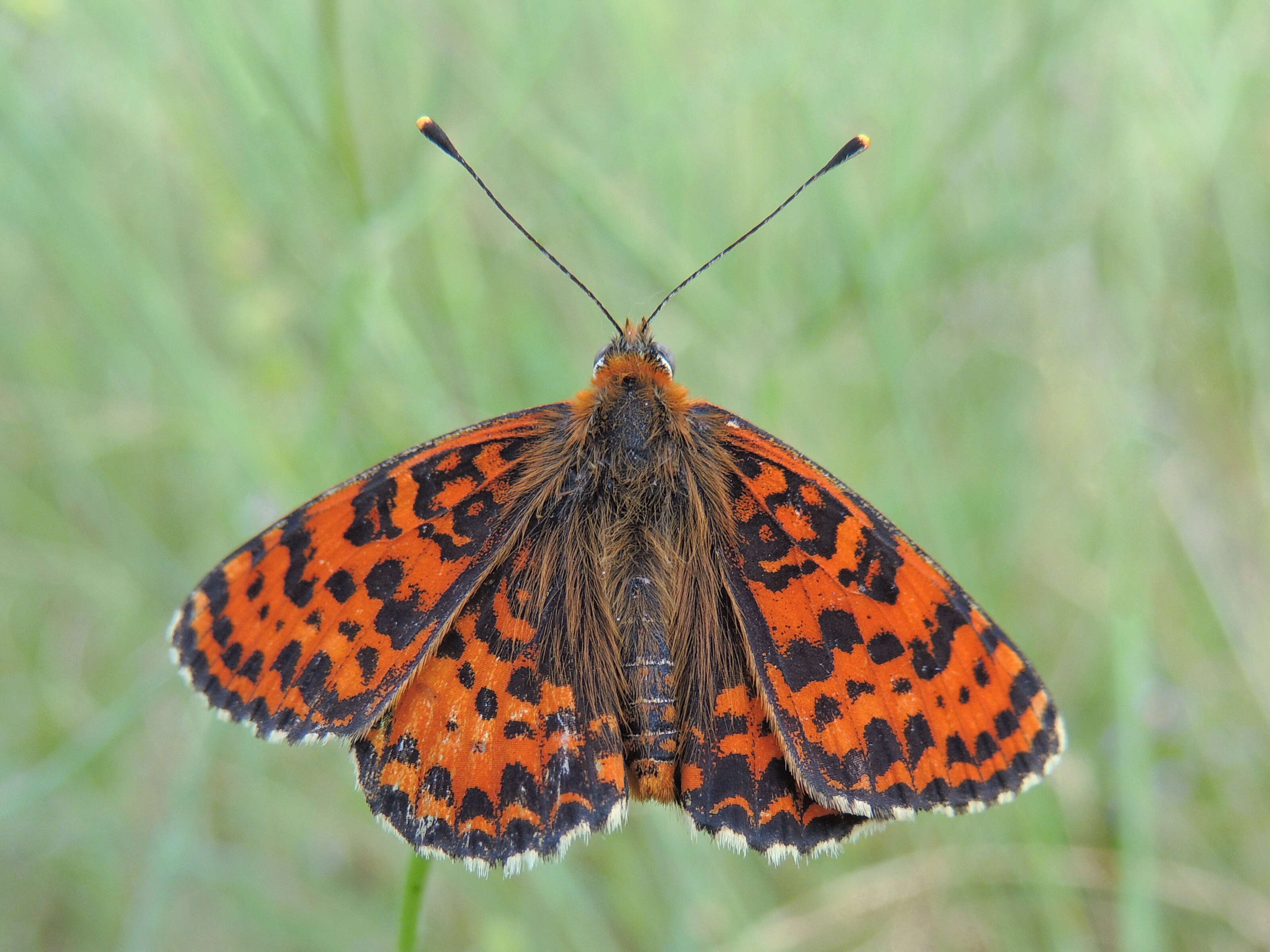 Image of Red-Band Fritillary