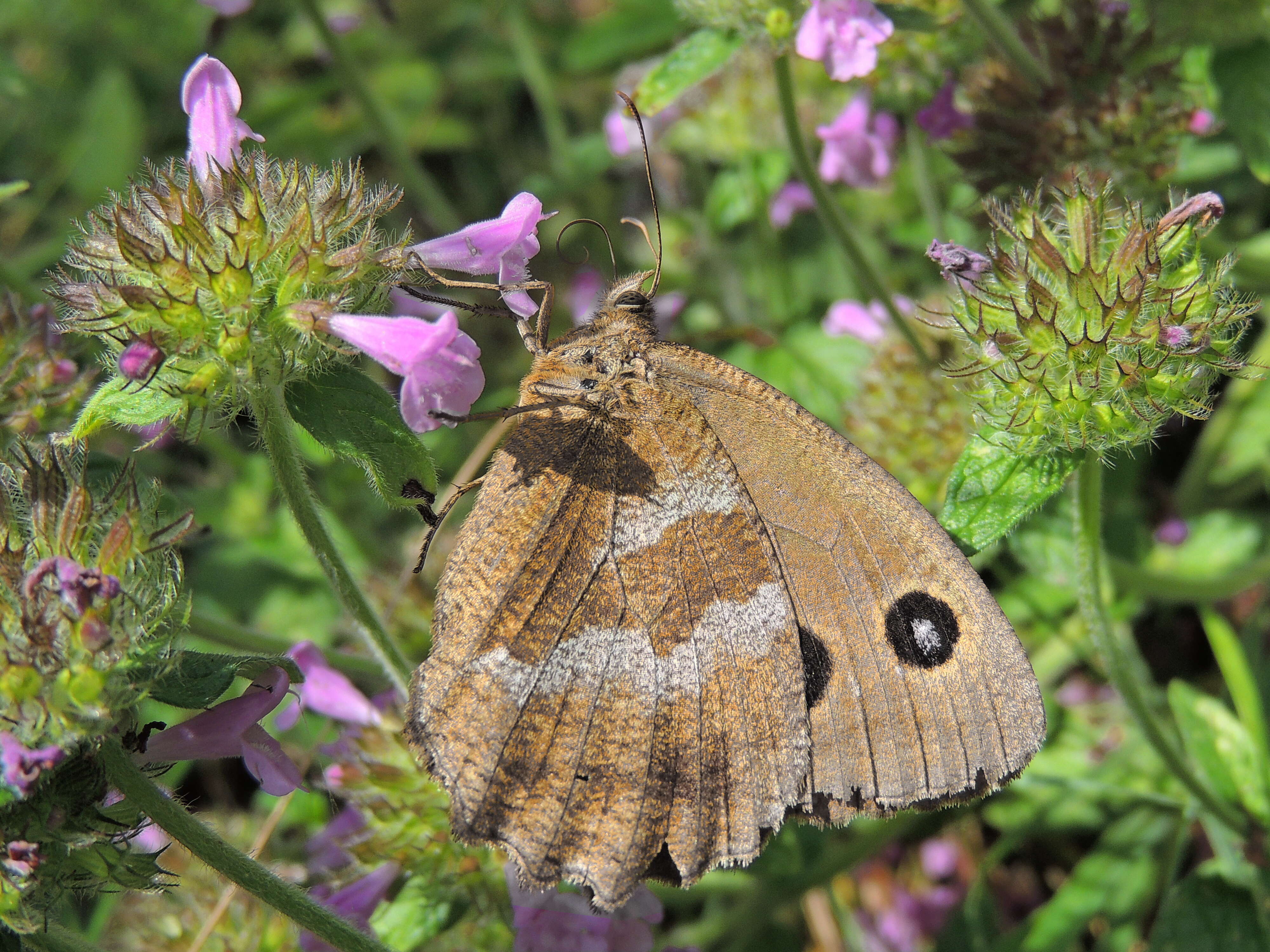 Image of Minois dryas