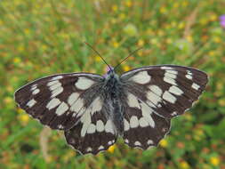 Image of marbled white